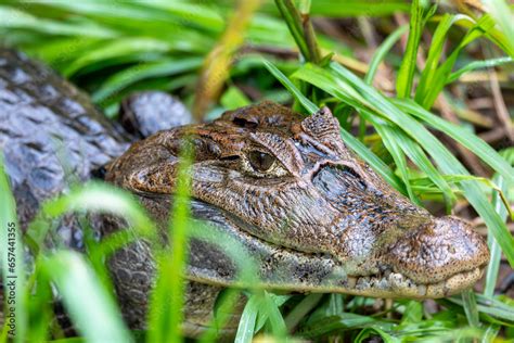 Spectacled caiman (Caiman crocodilus) or Common Caiman, crocodilian ...