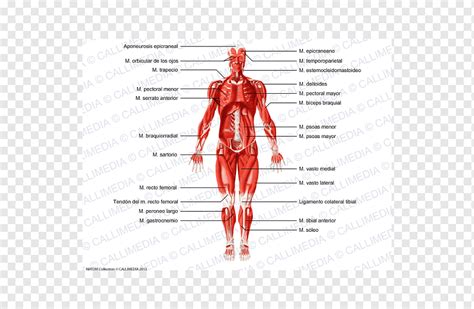 Otot Rangka Homo Sapiens Sistem Otot Tubuh Manusia Lengan Orang