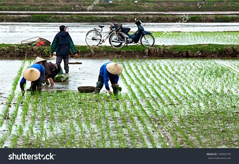 Hanoi Vietnam February 18 Farmers Planting Rice In A Field In Hanoi