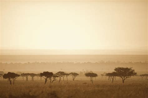 Trees On The Savannah At Sunset Masai Photograph by David DuChemin - Fine Art America