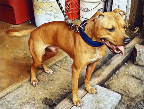 Apbt Online Pedigrees Jeep Outlet Danzhao Cc