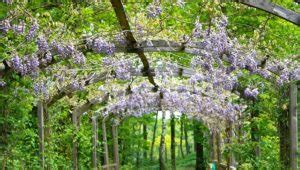 Wisteria Flower – Meaning, Symbolism and Colors