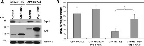 Knock Down Of Drp Levels In C Elegans By Rnai Reduces The Motility