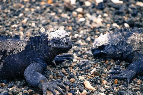 Fakta Iguana Laut Spesies Kadal Yang Punya Kemampuan Unik