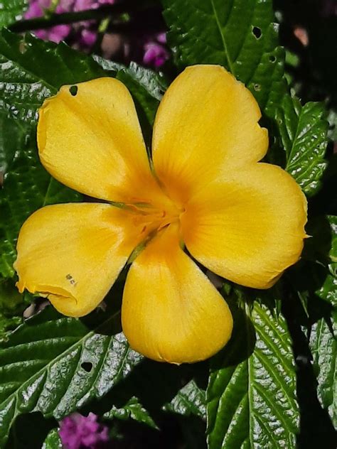 Turnera Ulmifolia L Ramgoat Dashalong World Flora Pl Ntnet Identify