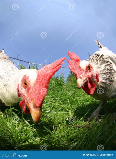 Funny Exciting Hens Stock Image Image Of Breeding Fence 36938273