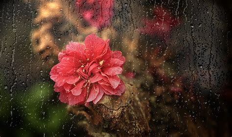 Its Raining Flower Water Bonito Drops Hd Wallpaper Peakpx