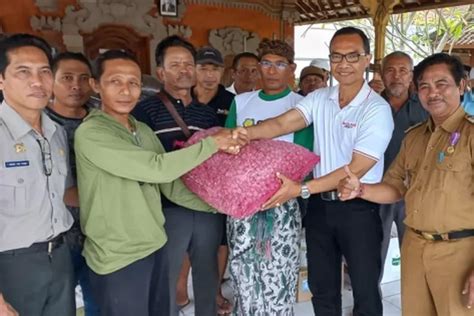 Disperpa Badung Kembangkan Satu Hektare Bawang Merah Di Munggu Bali