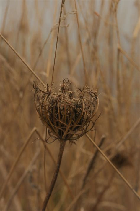 Shallow Focus Photography of White Boneset FlowerFree Stock Photo