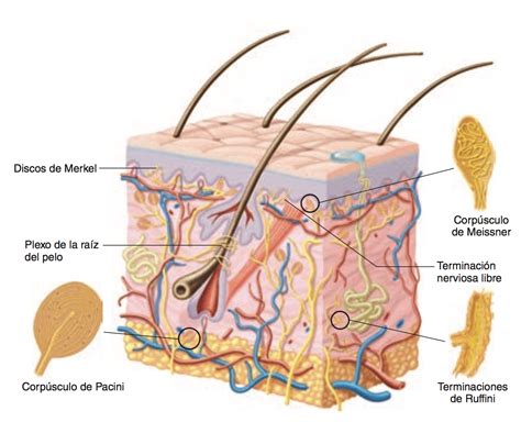 Receptores Sensoriales Y Sensaciones Cutaneas Xmind Mind Mapping Porn