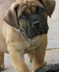 Boerboels & Boerboel Breeders in South Africa