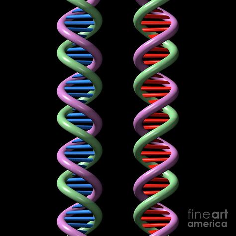 Dna Molecules #4 by Russell Kightley/science Photo Library