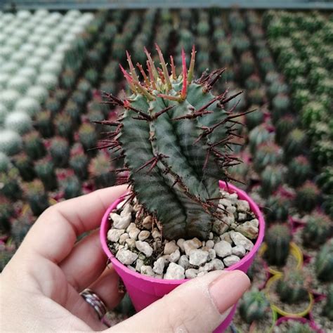 Euphorbia horrida - Giromagi Cactus and Succulents