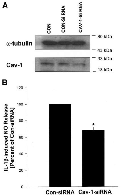 A Expression Profile Of Cav 1 By Sirna Mediated Knock Down By Cav 1