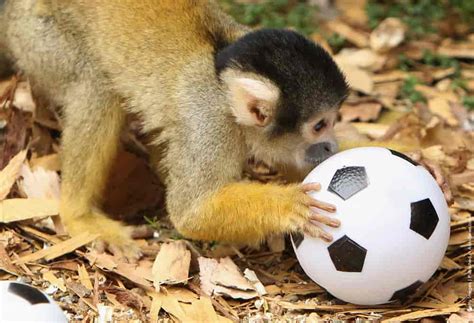 London Zoo Welcomes The Arrival Of Baby Bolivian Squirrel Monkey Rolo ...