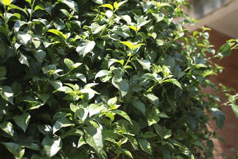 Small Bushes In The Yard Background, Flowers, Garden, Floral Background ...