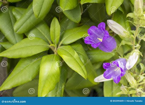 Canterbury Bells Flower Stock Image Image Of Beautiful 85599449