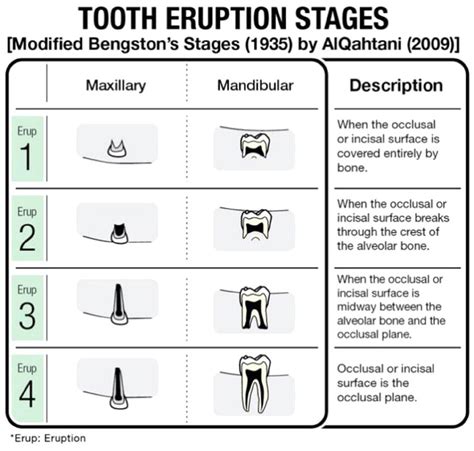 Description of tooth eruption stages. | Download Scientific Diagram