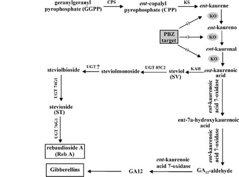 The Biosynthetic Pathway Of Steviol Glycosides Which Shares Some Steps