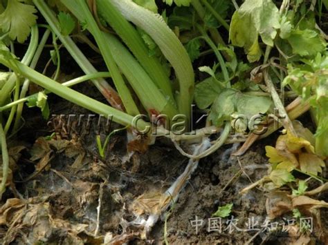 芹菜病害大全 高清详解植保技术191农资人 农技社区服务平台