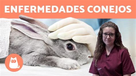 Enfermedades Comunes En Conejos Tu Gu A Completa Para El Cuidado Y