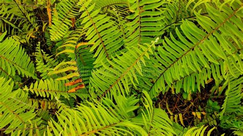 Ferns that Thrive in Tropical Forests. Stock Photo - Image of spruce ...