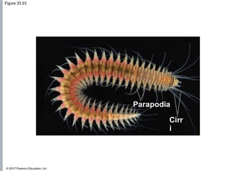 Bio Lab Phylum Annelida Flashcards Quizlet