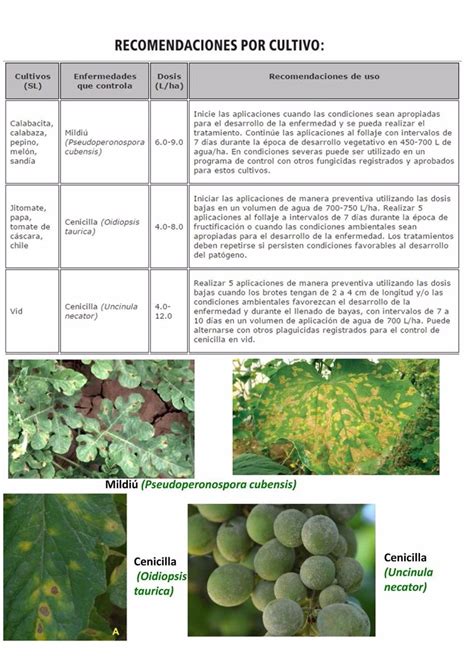 Fungicida Biologico Sonata Bacillus Pumilus Cenicillas Bayer 255000 En Mercado Libre