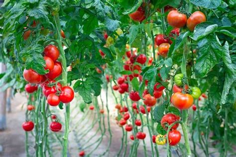 Plants De Tomates Astuces De Pro Pour Stimuler Leur Croissance