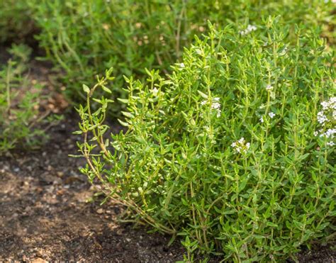 Talea Di Timo Come E Quando Moltiplicare Le Aromatiche