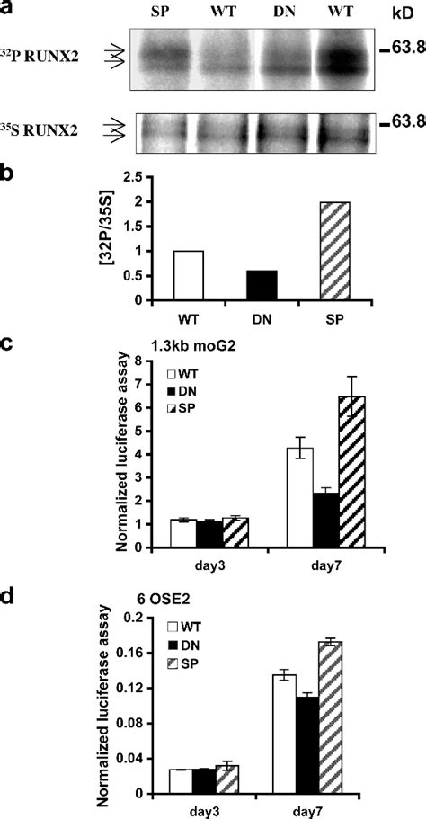 Figure 3 From Critical Role Of The Extracellular Signalregulated