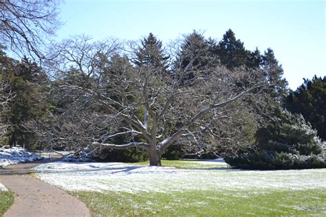 The First Snow At The Morton Arboretum 11 12 2013 Morton Arboretum