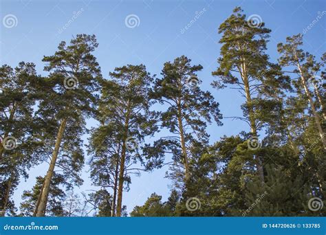 Tall Bright Green Coniferous Trees Against A Clean Blue Sky Bottom