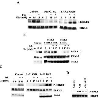 Dominant Negative Mutants Of Ras And Raf Inhibit Erk Activation By