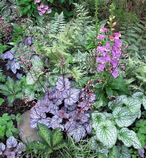 Heuchera Digitalis Brunnera Ferns Carex Geranium Hosta Ferns