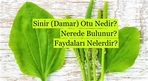 Sinir Damar Otu Nedir Nerede Bulunur Faydalar Nelerdir G Zel