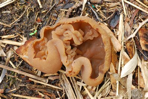 Peziza Mushroom Species | The Santa Cruz Mycoflora Project