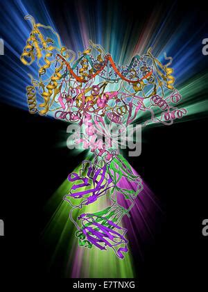 Hiv Reverse Transcription Enzyme Molecular Model Of The Reverse Stock