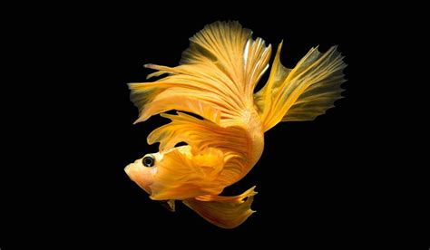 Betta Fish Wallpapers - Wallpaper Cave