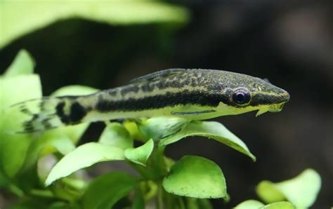 Otocinclus Vestitus