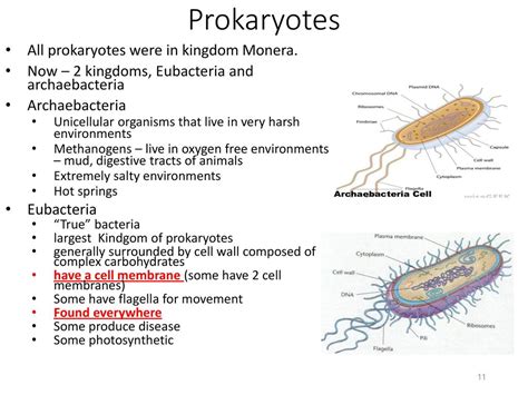 Bacteria Viruses And Evolution Ppt Download