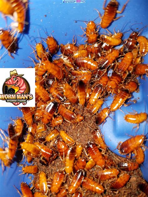 Live Roach Care Sheet Red Runner Roaches Wormmanblog