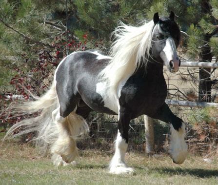 Gypsy Horse Info, Origin, History, Pictures