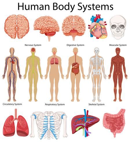 Diagram showing human body systems 414423 Vector Art at Vecteezy