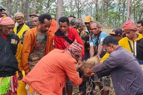 Tebang Pohon Di Cagar Alam Gunung Mutis Ntt Kelompok Tani Didenda Adat