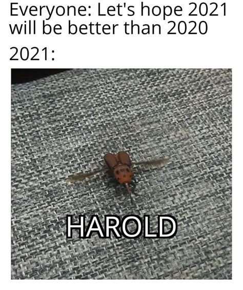 Harold has arrived : r/memes