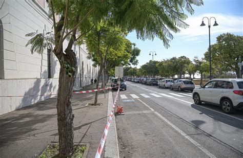 Alberi Di Viale Buoncammino Luned La Messa In Sicurezza Cagliari