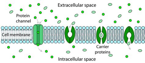 Difference Between Channel and Carrier Proteins | Characteristics, Structure, Role