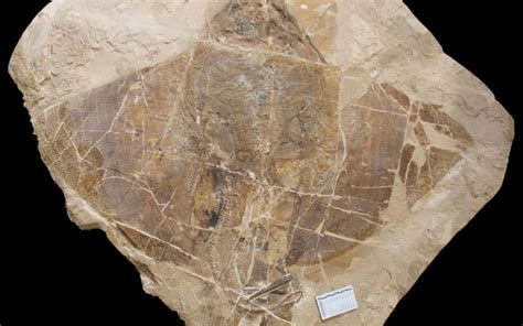 Trovato Il Fossile Di Un Pesce Ha Milioni Di Anni Era Una Nuova