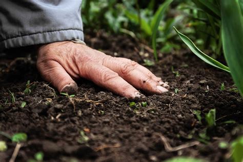 Quel Type D Engrais Bio Plantes Vertes Est Le Meilleur Esprithe